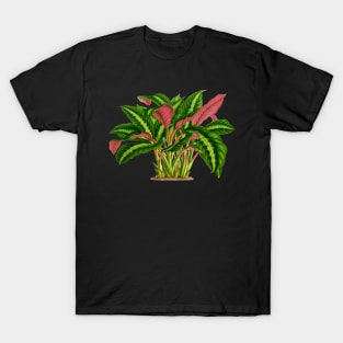 Calathea Warscewiczii botanical illustration T-Shirt